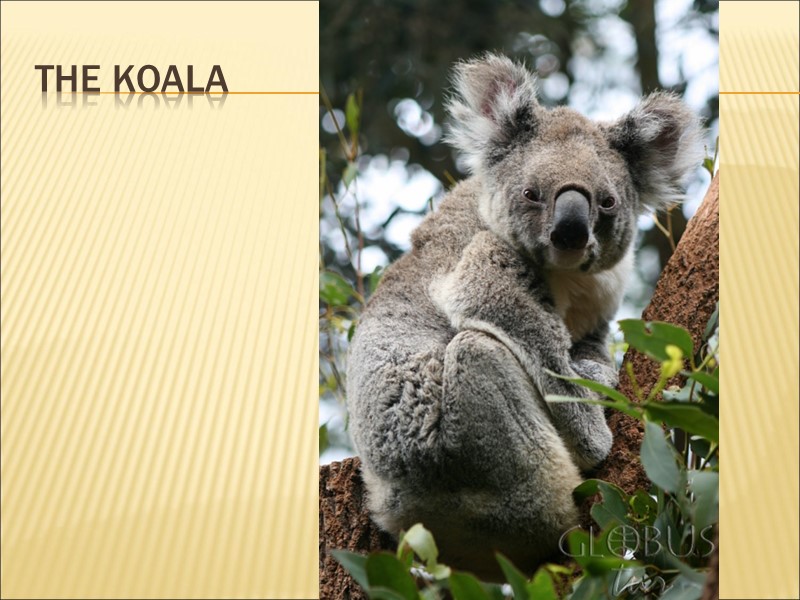 the koala